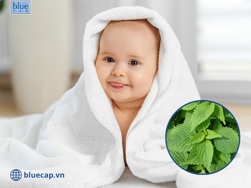Lá kinh giới giúp làm xẹp nhanh các nốt mẩn đỏ đang sưng tấy