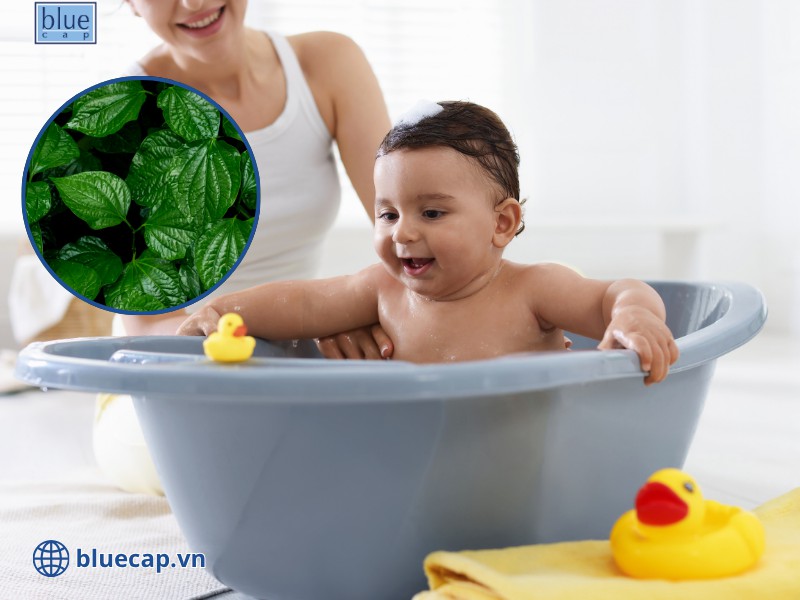 Chữa chàm sữa bằng lá trầu không giúp tiêu viêm cực kỳ tốt