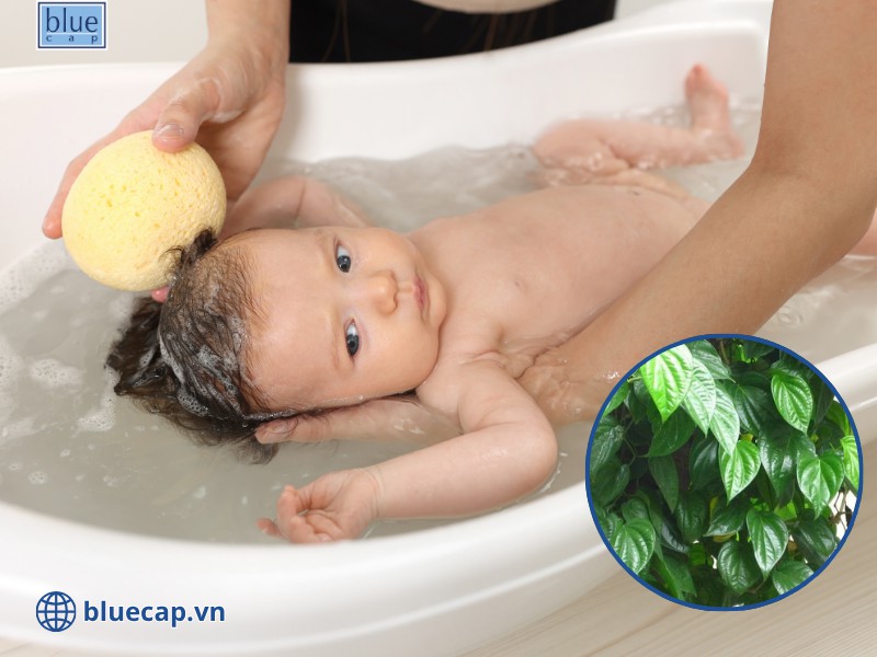 Tắm bằng lá trầu là một mẹo dân gian chữa chàm sữa ở trẻ sơ sinh quen thuộc