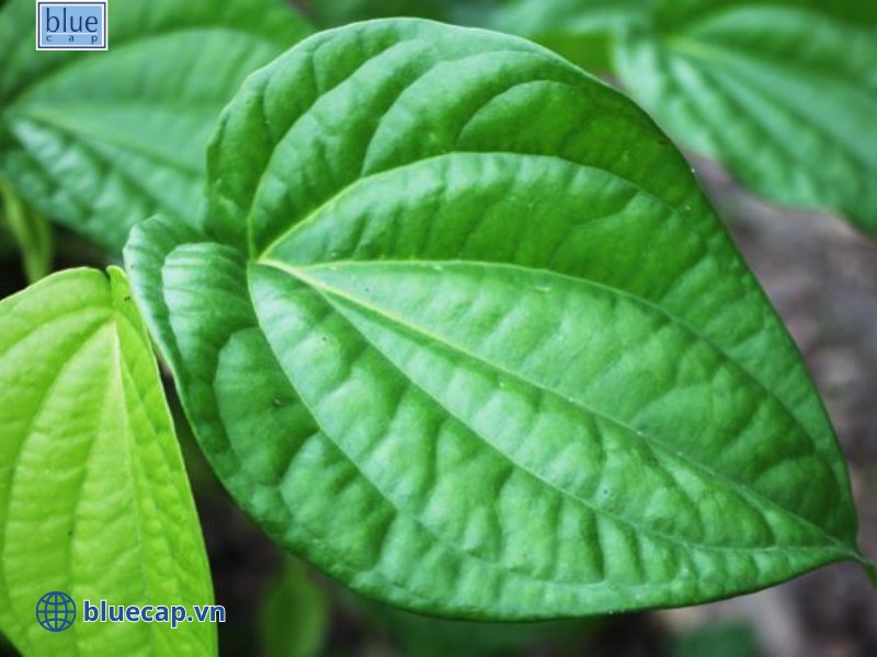Các phương pháp truyền miệng như tắm lá chứa nhiều rủi ro tiềm ẩn cho trẻ bị chàm sữa