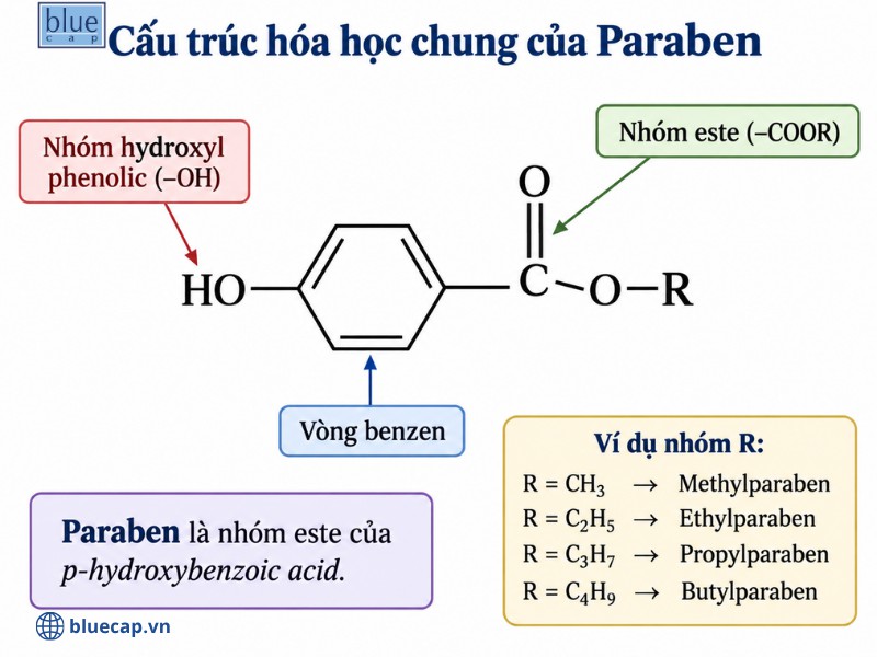 Cấu trúc hóa học chung của paraben